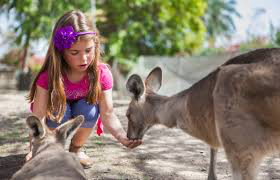 Gan Guru - Australian Zoo