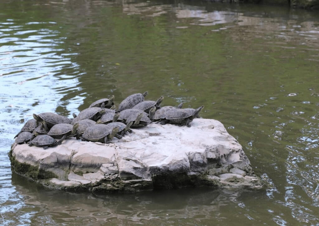 התרבות צבי מים בגן גורו