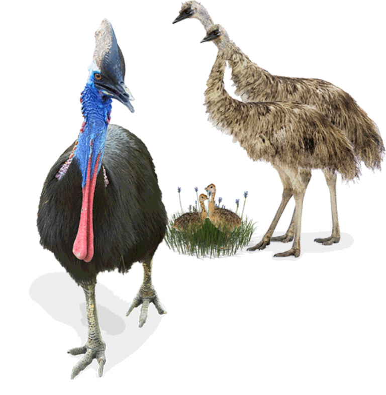 צפייה בעופות ענק בגן החיות האוסטרלי