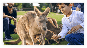 גן גורו - גן החיות האוסטרלי
