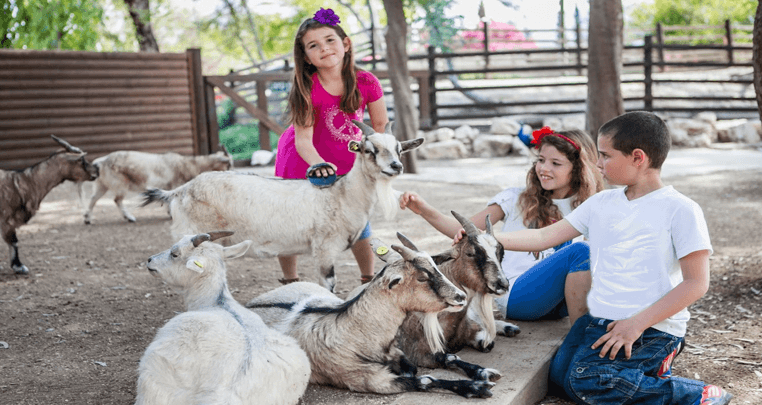 Goats and Kids